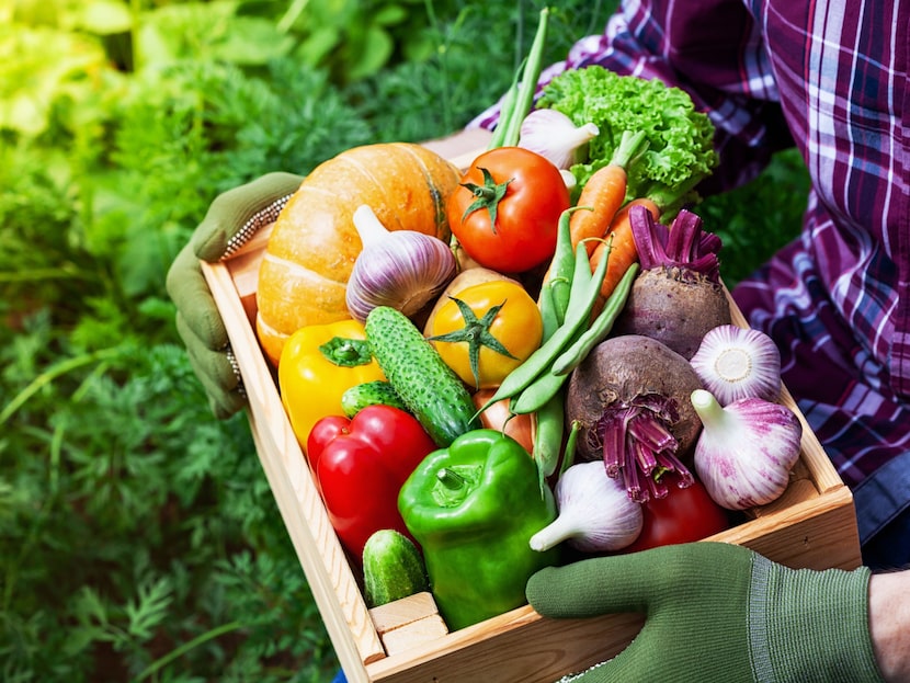 Gardening is a two-season endeavor in North Texas, and fall harvests can include a wide...