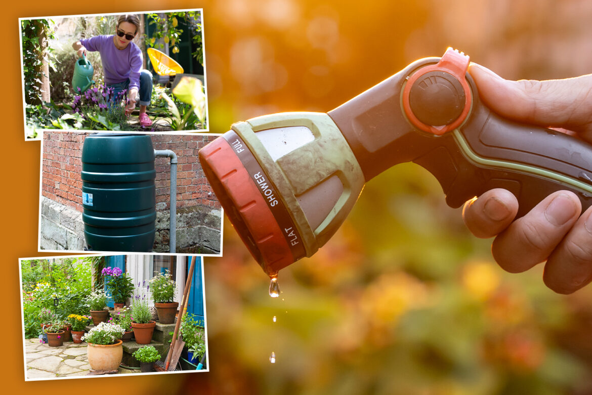 From ‘gray’ water to clever planting, gardener’s 6 tips to beat hosepipe ban set to hit millions without breaking rules From 'gray' water to clever planting, gardener's 6 tips to beat hosepipe ban set to hit millions without breaking rules