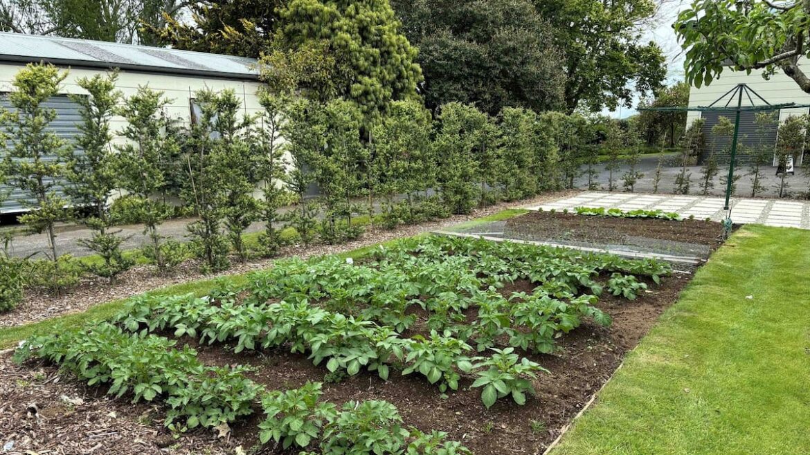 Gardening: Growing potatoes in Whanganui – Gareth Carter