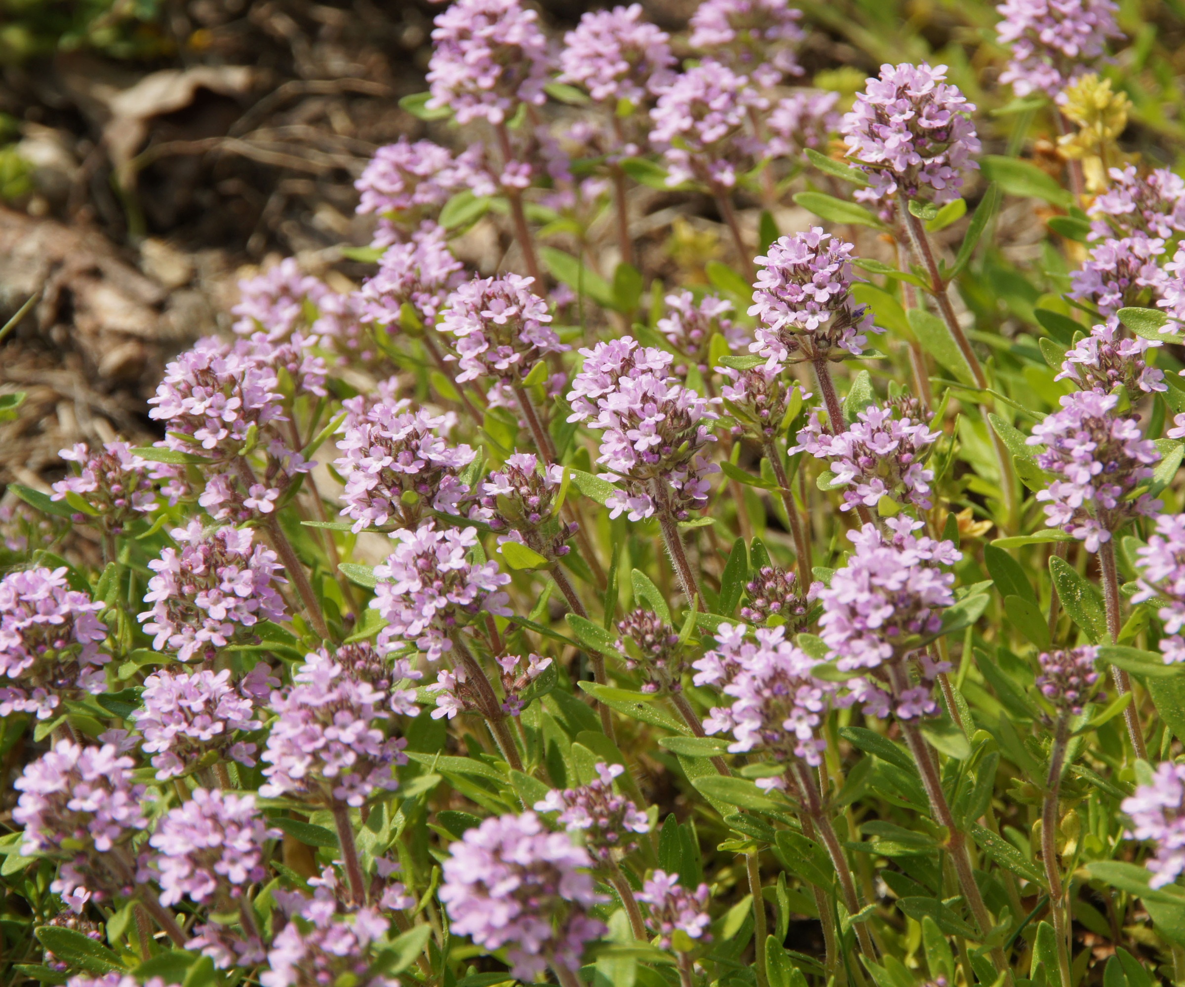 Creeping thyme, wild thyme