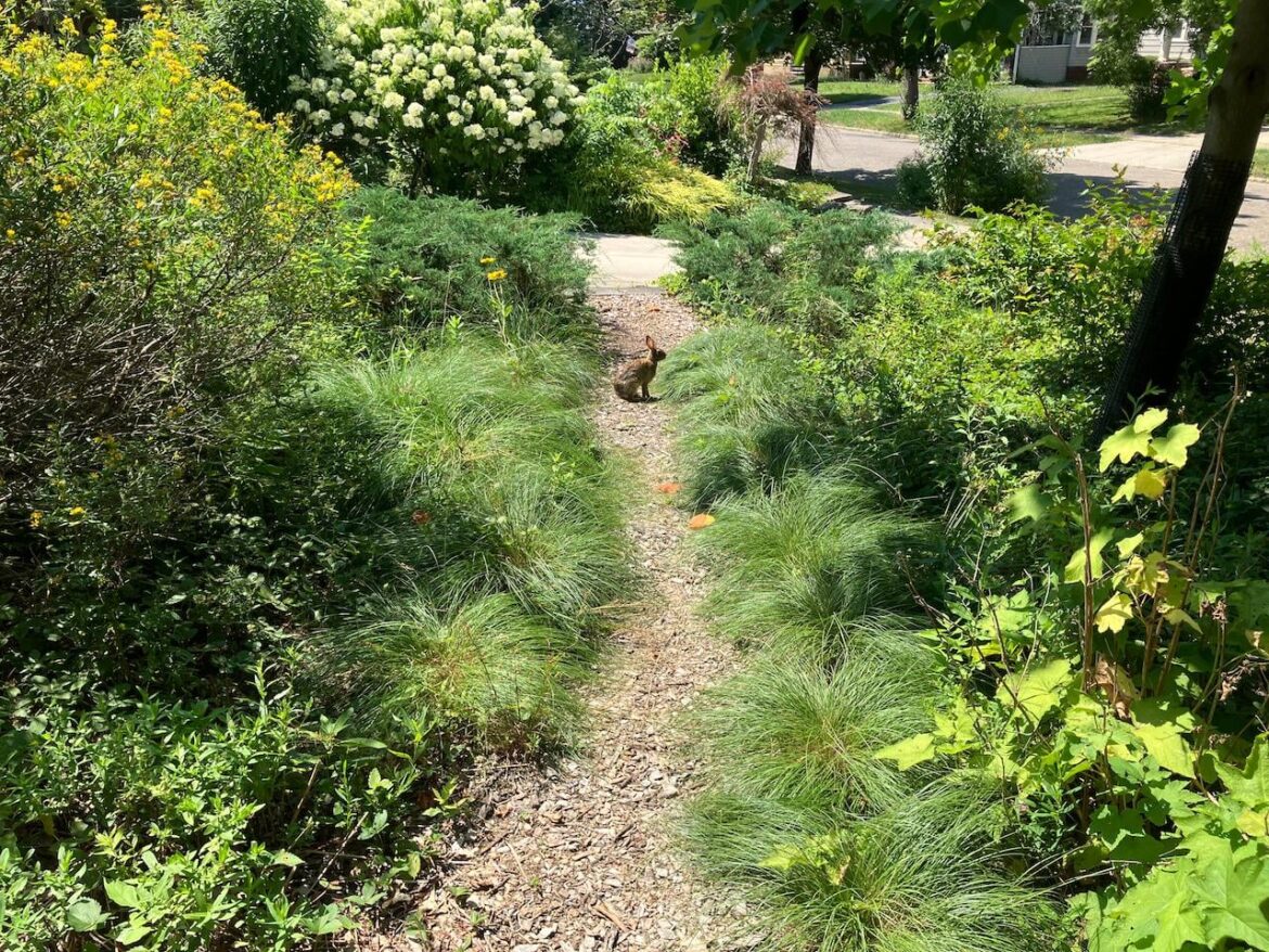 Native plants in Northeast Ohio: Not just a trend, but a movement