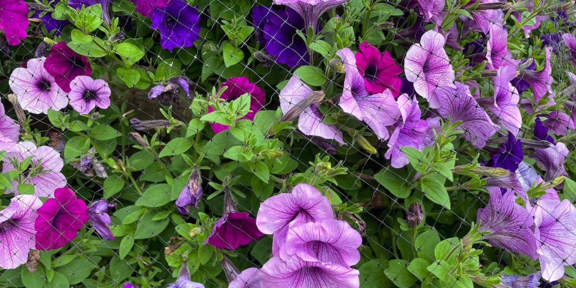 Marquette Beautification and Restoration Committee to host 31st annual Garden Tour next week