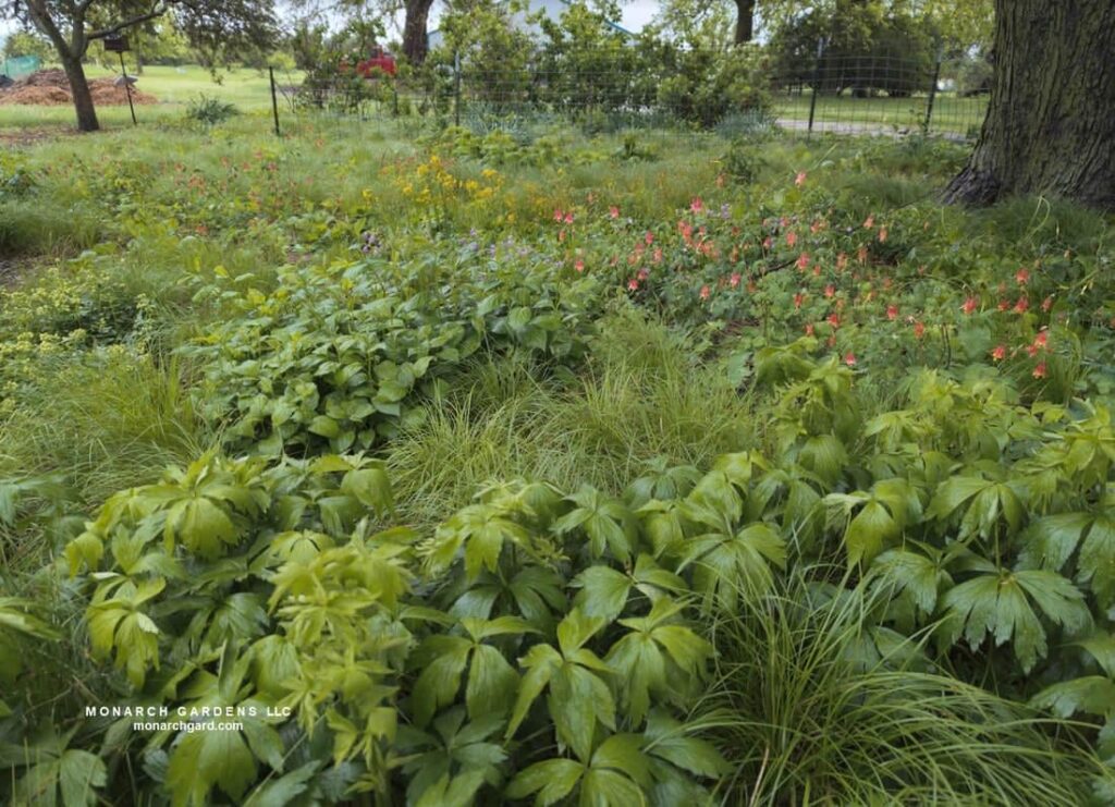 Can I start landscape plugs from divisions in summer? Can I start landscape plugs from divisions in summer?