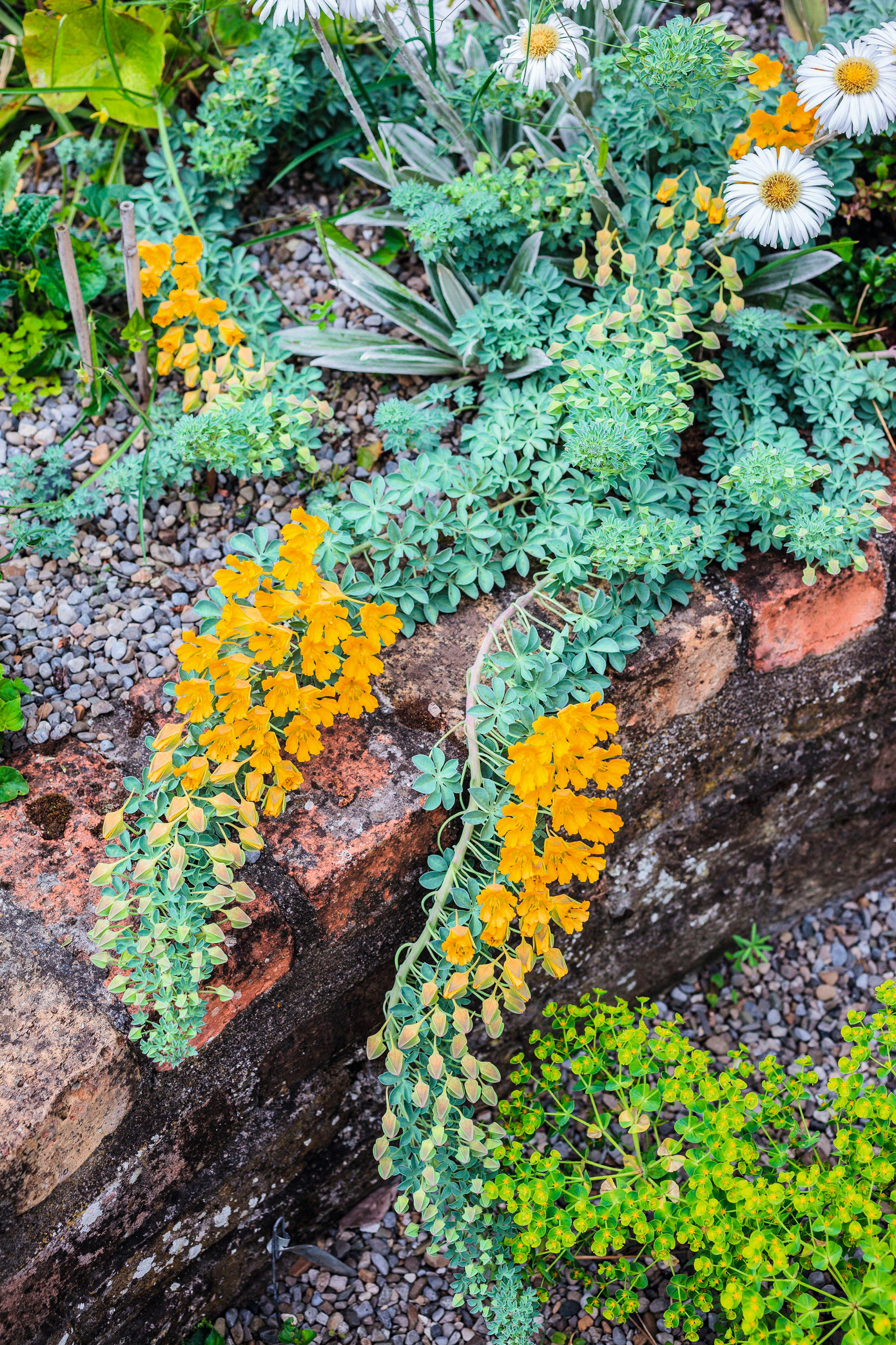 Tropaeolum polyphyllum, a hardy nasturtium from Chile, which can be tricky to get hold of, although Derry Watkins does sometimes have seeds available.