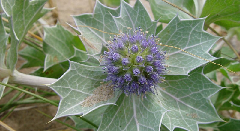 Sea Holly (Eryngium) 