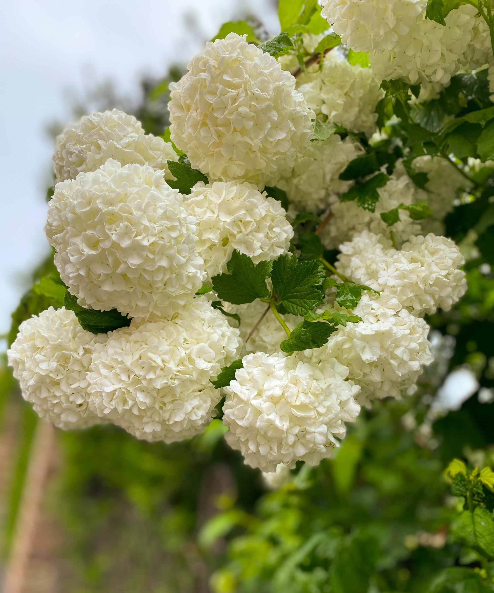 Large white blooms of a snowball viburnum up close
