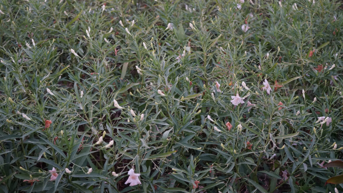 "I bought one, not knowing that it's a super aggressive and invasive plant."