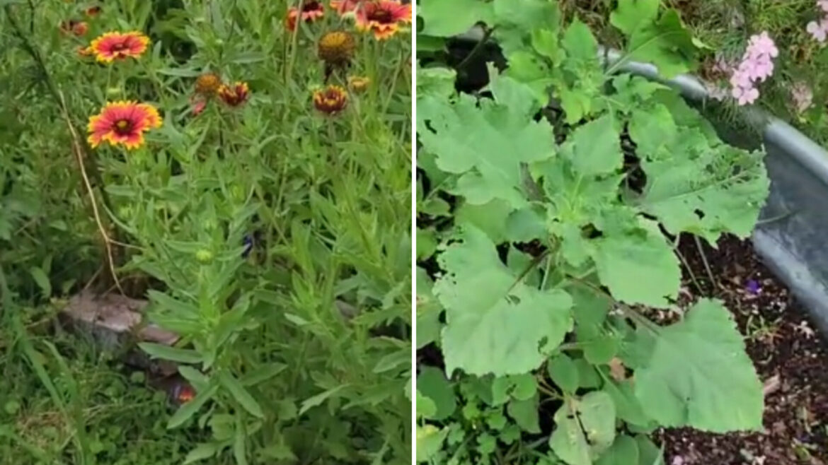 The problem could be very difficult to remove.