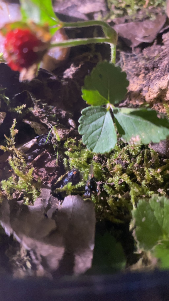 Mite Fight Caught on Camera 📸