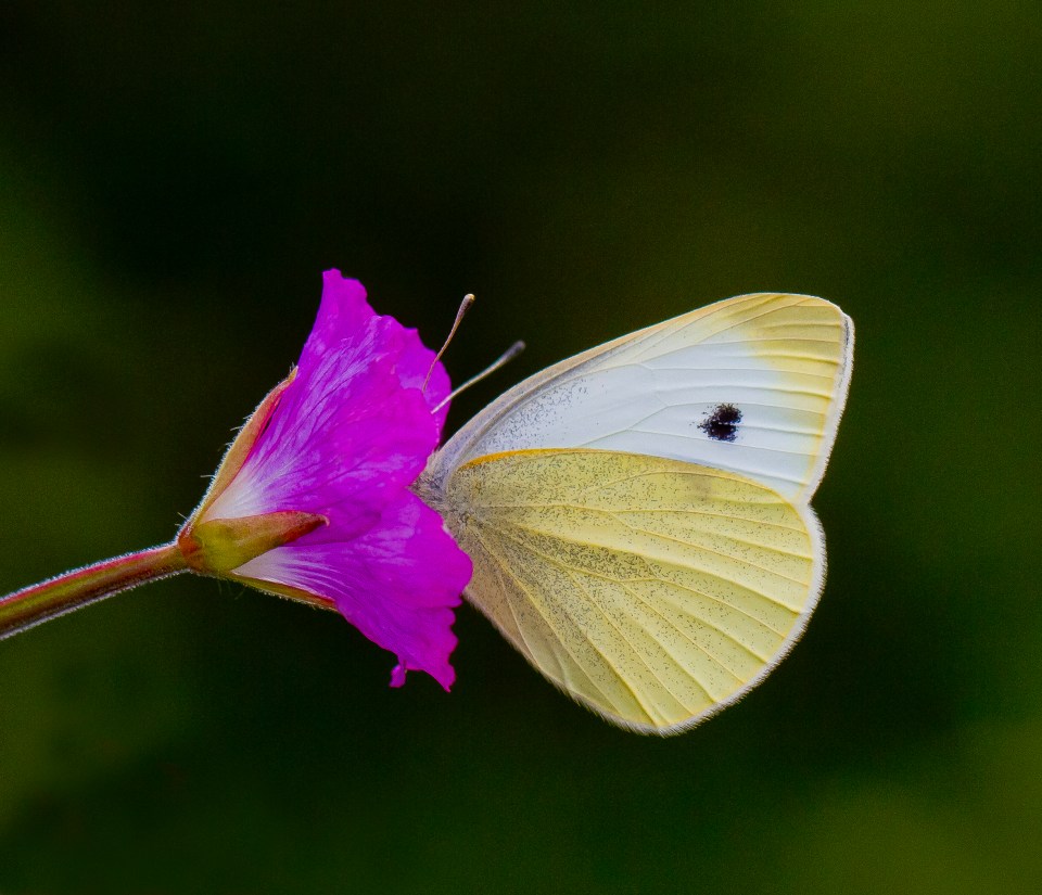 Butterfly on a purple flower.