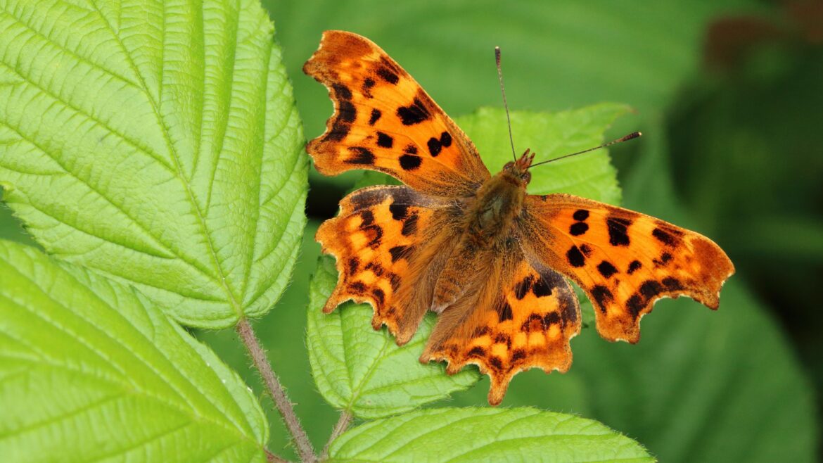 Lidl's £1.99 plant bundle that flowers all summer is 'incredible deal' says Gardening Pro & butterflies love it