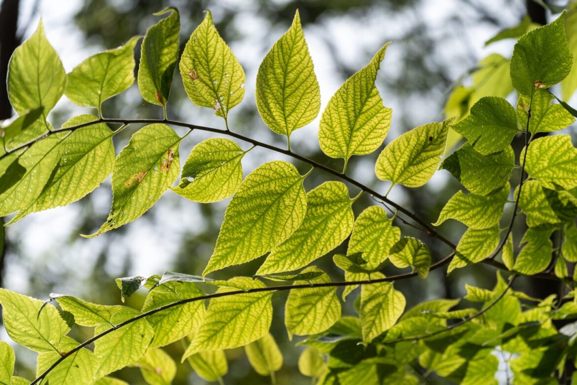 Ask the Gardener: The bittersweet reality of controlling weeds Asiatic Bittersweet vines can wrap around trees and are tough to control.