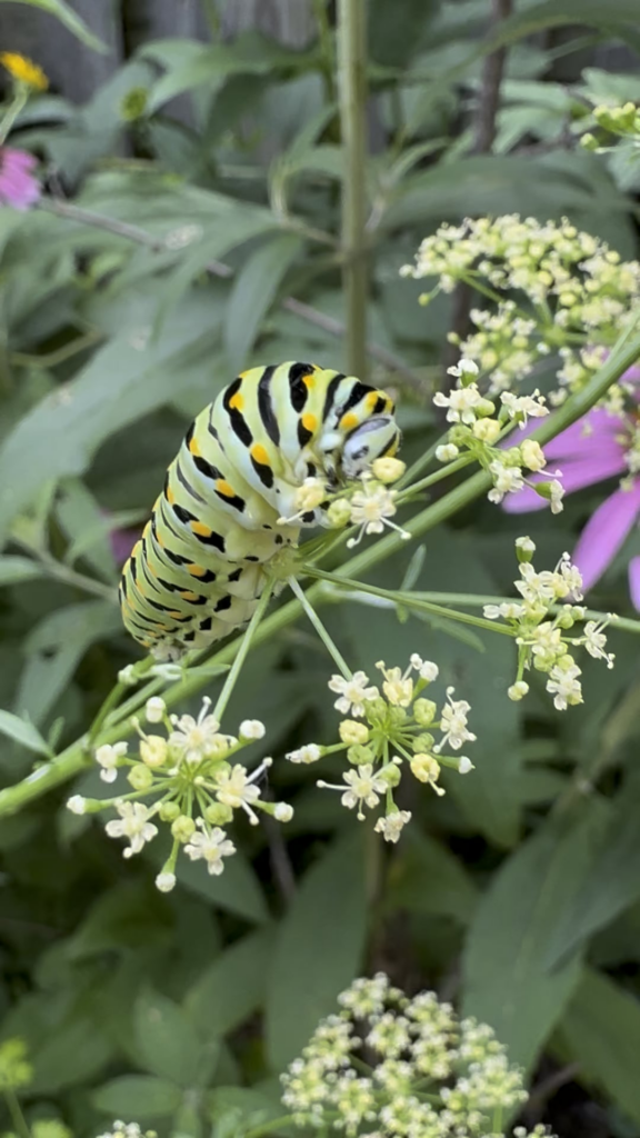 Black Swallowtail caterpillar enjoying a parsley blossom dinner!