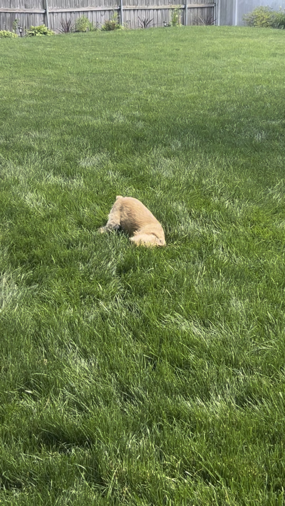 Weird brown spot on my lawn