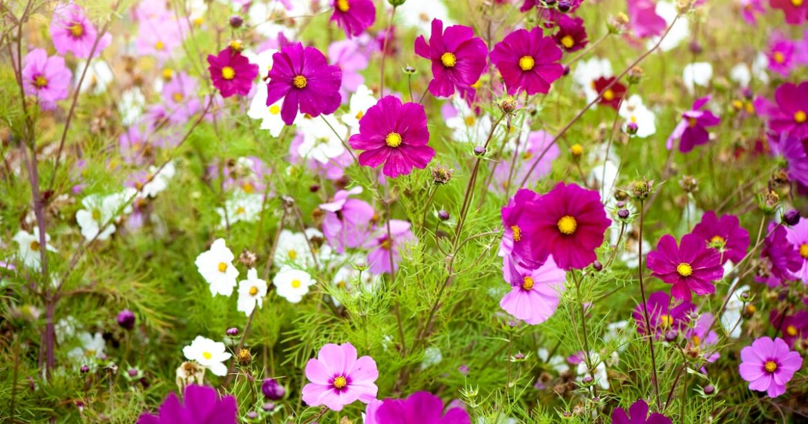 ‘My Cosmos plants are struggling. How can I help them thrive?’ – The Irish Times ‘My Cosmos plants are struggling. How can I help them thrive?’ – The Irish Times