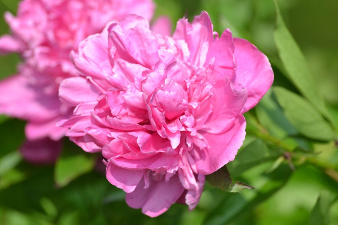 Why are there no flower buds on my peonies? Why are there no flower buds on my peonies?