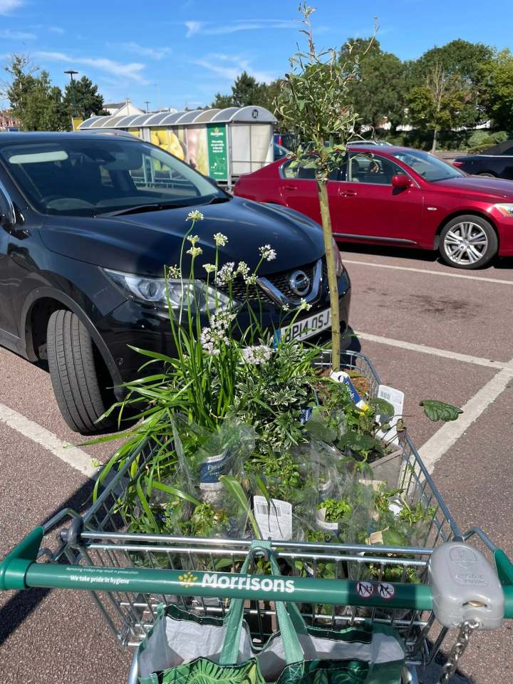 Shopping cart of plants and a small tree in a supermarket parking lot.