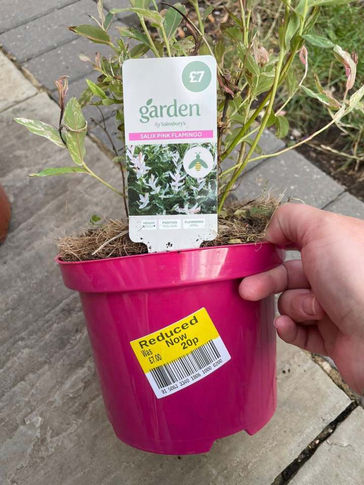 Salix Pink Flamingo plant in a pink pot, reduced price sticker.