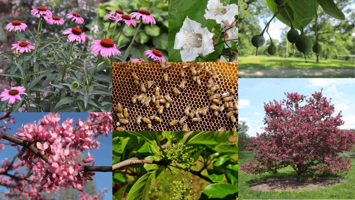 Clockwise from left: Coneflowers, northern catalpa, American basswood, flowering crabapple tree, Black tupelo, and eastern redbud are all native species in Michigan that support pollinators.