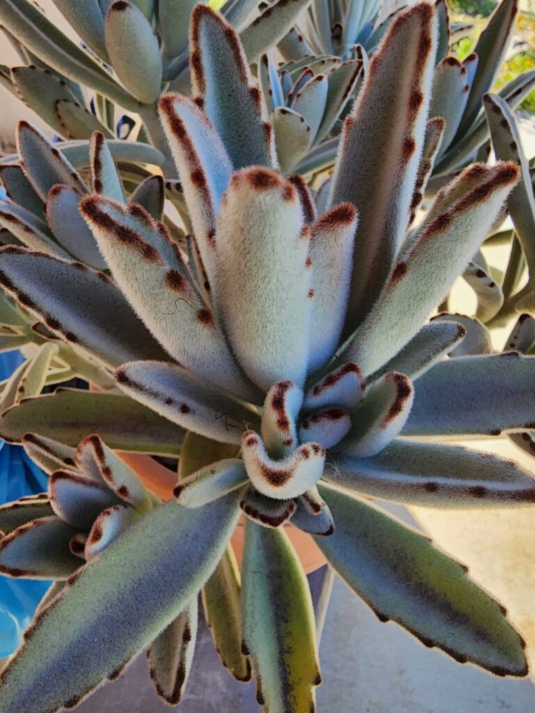 A garden for the five-plus senses – San Diego Union-Tribune