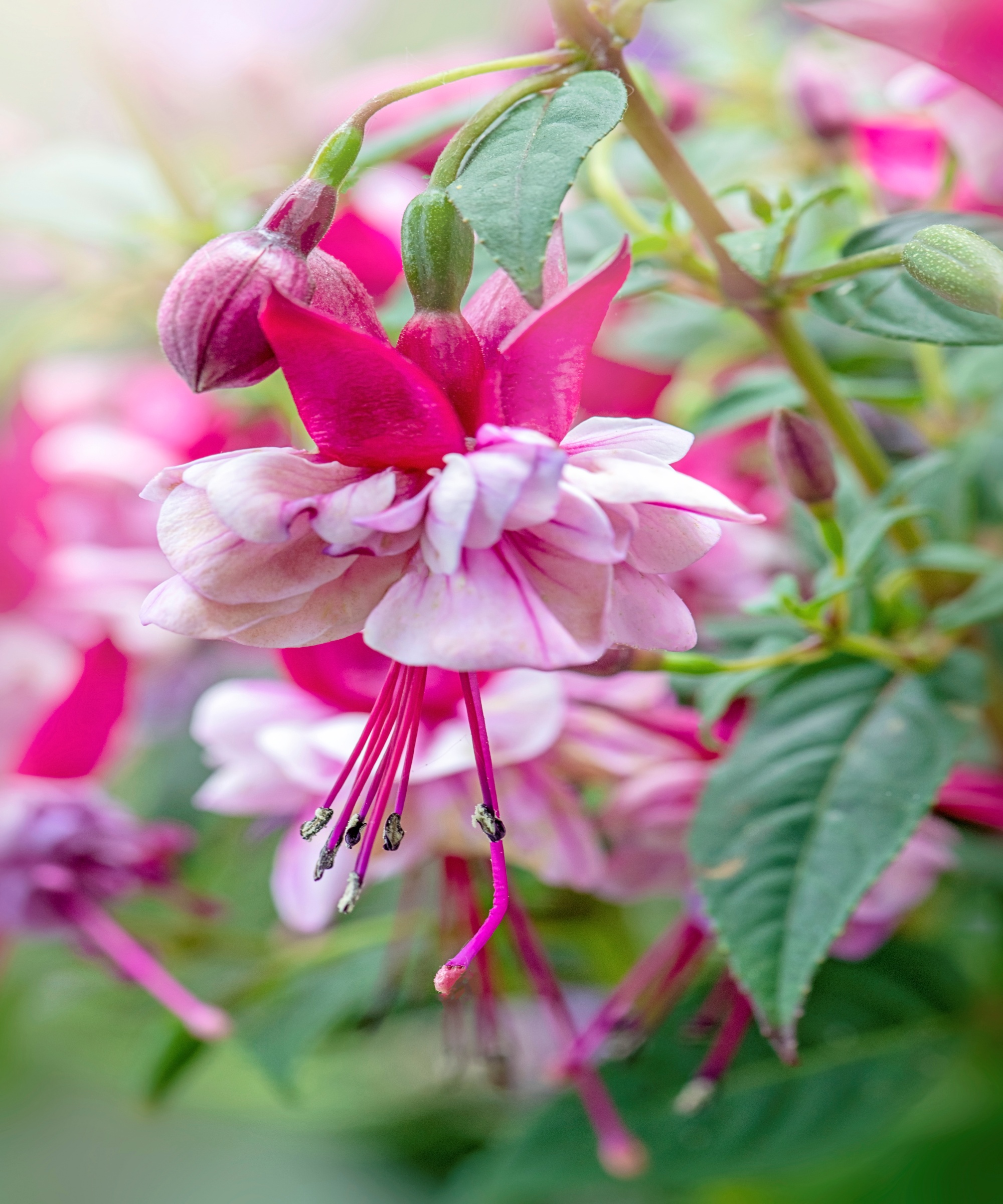 Attractive pink fuchsia flower