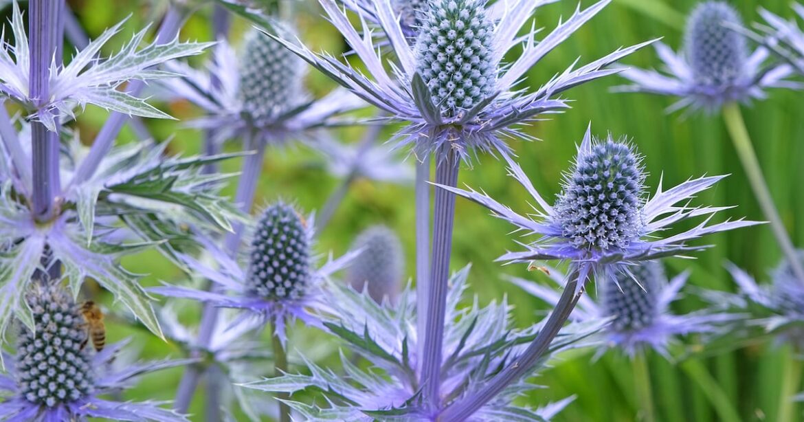 Casual Gardener – The Irish News