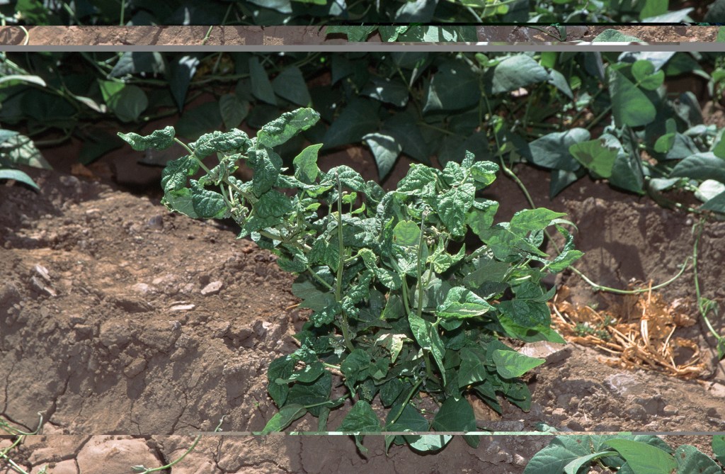 A virus in the garden — part 2 A virus in the garden — part 2