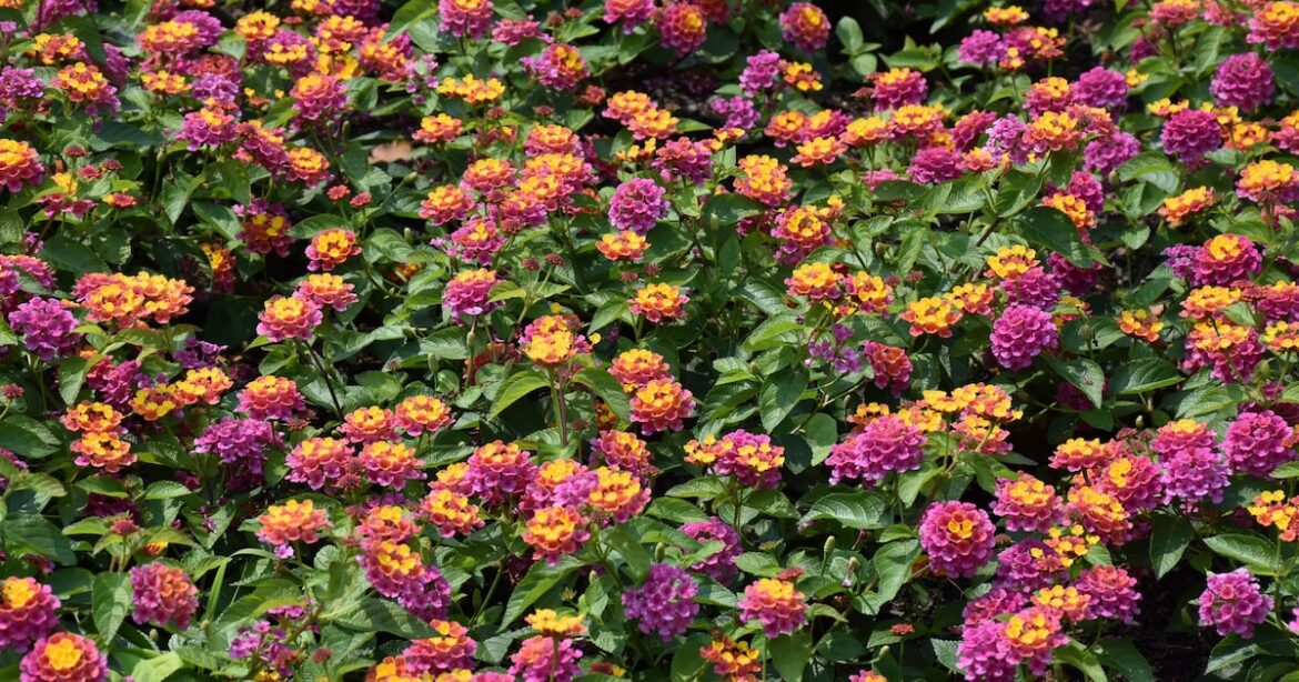 Triple-digit temperatures finally hit Dallas. Help your garden outsmart the heat