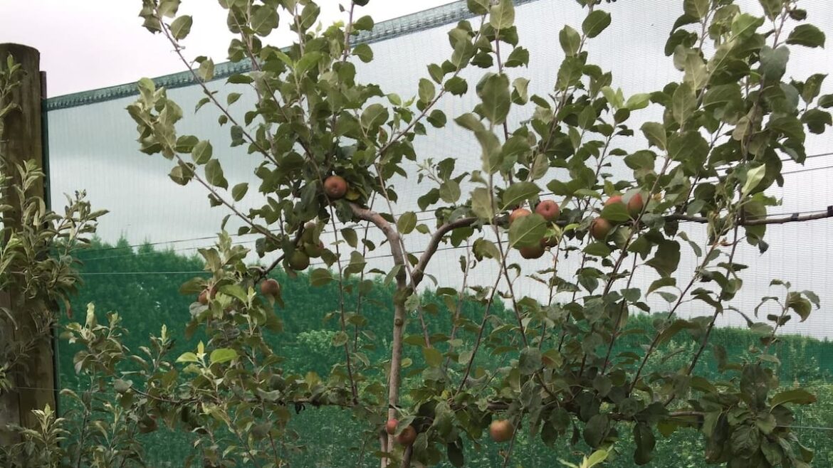 Gardening: Pruning deciduous fruit trees and roses Gardening: Pruning deciduous fruit trees and roses