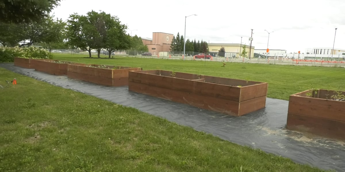 Fairbanks library hosts garden beds for community learning Fairbanks library hosts garden beds for community learning