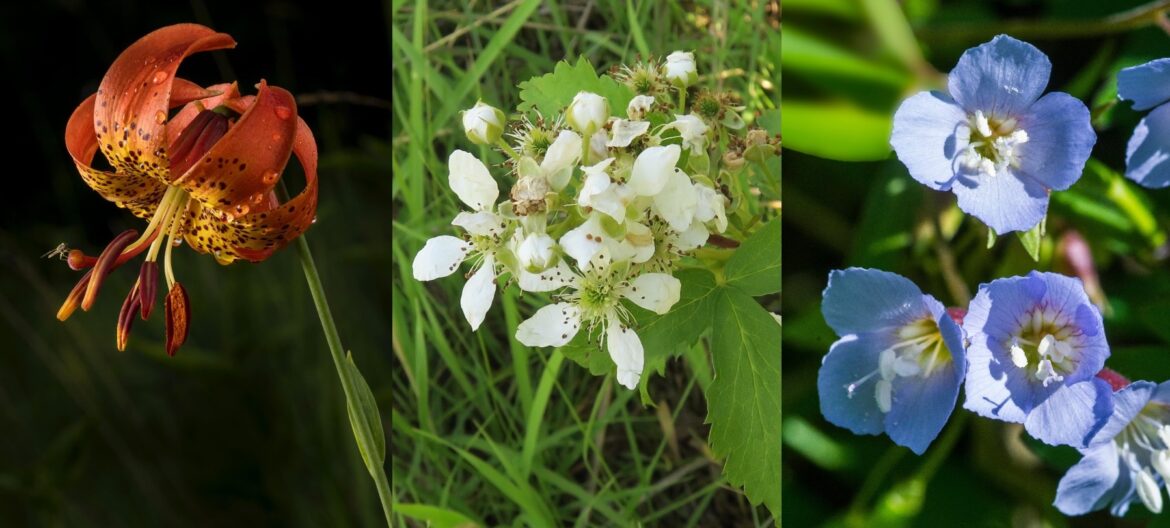 A red, white, and blue Iowa wildflower celebration A red, white, and blue Iowa wildflower celebration