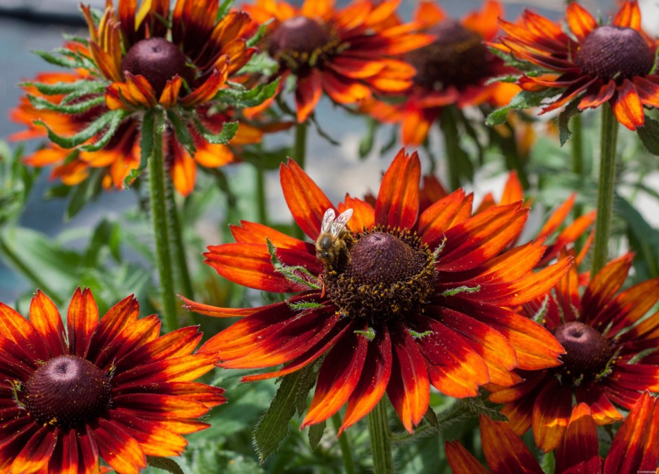 A bee on a rudbeckia flower.