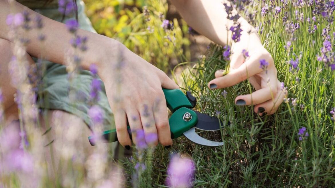 Five tips to grow summer cuttings Five tips to grow summer cuttings