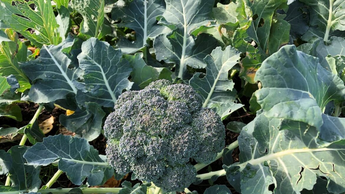 Winter gardening tips for a bountiful spring: Make your winter garden flourish with broad beans and more – Gareth Carter Winter gardening tips for a bountiful spring: Make your winter garden flourish with broad beans and more – Gareth Carter