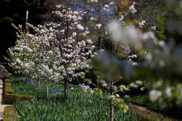 Crabapple trees line the alleyway of the Elizabeth F. Gamble Garden on Tuesday, April 8, 2025, in Palo Alto, Calif. The Elizabeth Gamble Garden is a 2.5-acre plot in Old Palo Alto that consist of gardens, a historic home, a carriage house and a tearoom. (Aric Crabb/Bay Area News Group)