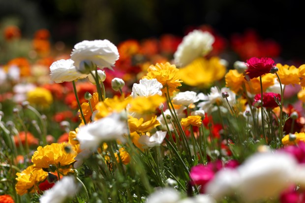 Flowers in bloom at the Elizabeth F. Gamble Garden on Tuesday, April 8, 2025, in Palo Alto, Calif. The Elizabeth Gamble Garden is a 2.5-acre plot in Old Palo Alto that consist of gardens, a historic home, a carriage house and a tearoom. (Aric Crabb/Bay Area News Group)
