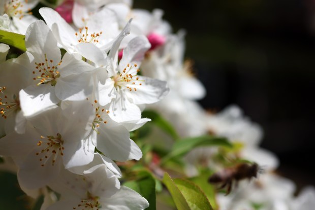 Flowers on a Crabapple tree in the Elizabeth F. Gamble Garden on Tuesday, April 8, 2025, in Palo Alto, Calif. The Elizabeth Gamble Garden is a 2.5-acre plot in Old Palo Alto that consist of gardens, a historic home, a carriage house and a tearoom. (Aric Crabb/Bay Area News Group)