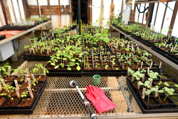 Edible plants grow in a greenhouse on the grounds of the Elizabeth F. Gamble Garden on Tuesday, April 8, 2025, in Palo Alto, Calif. The Elizabeth Gamble Garden is a 2.5-acre plot in Old Palo Alto that consist of gardens, a historic home, a carriage house and a tearoom. (Aric Crabb/Bay Area News Group)