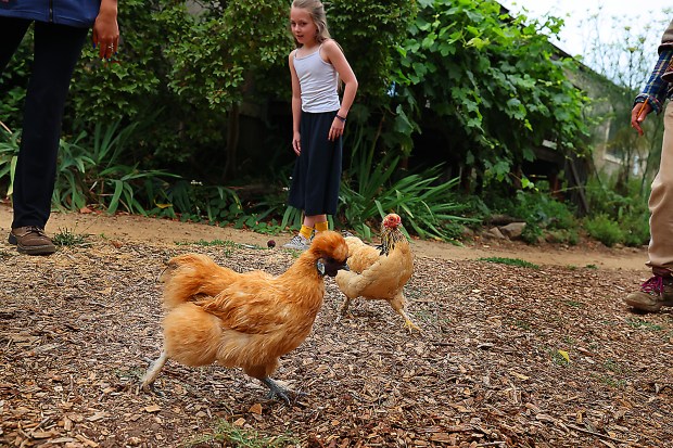 Life Lab camper Millie Klem helps corral chickens Dandelion and...