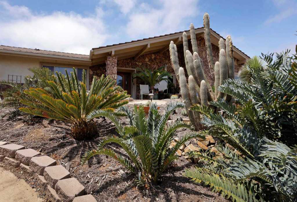 A forest of cycads in Vista – San Diego Union-Tribune A forest of cycads in Vista – San Diego Union-Tribune