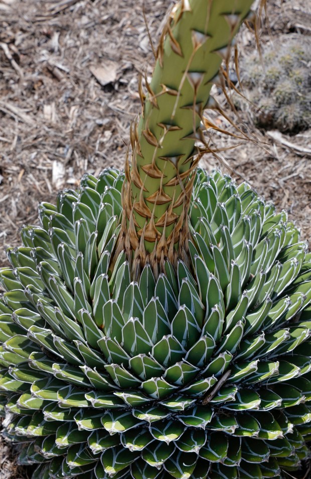 Detail view of a blooming Agave Victoria-reginae compacta in the garden of John Allen. (Charlie Neuman / For The San Diego Union-Tribune)