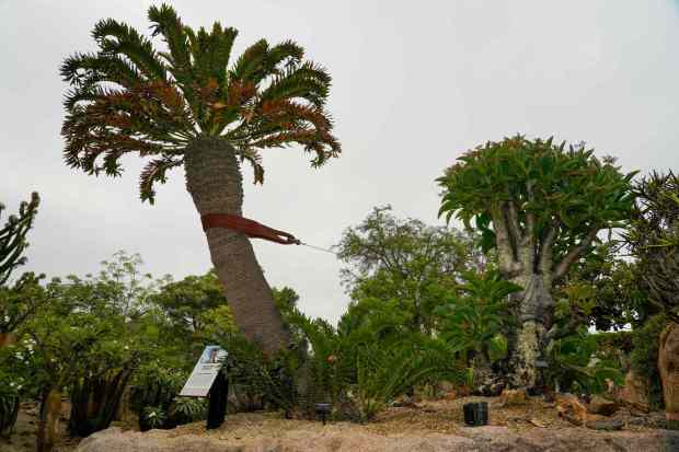 The San Diego Zoo and Safari Park recently won the Garden Excellence Award, presented by American Public Gardens Association. This Albany cycad is a critically endangered plant that's in the Africa Rocks area of the zoo. on 07.01.25, in San Diego, California. (Alejandro Tamayo / The San Diego Union-Tribune)