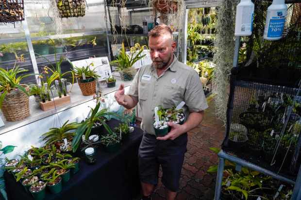 San Diego Zoo recently won the Garden Excellence Award presented by American Public Gardens Association. Heinfried Block, orchid specialist explaining the different types of plants inside the orchid greenhouse at the San Diego Zoo in Balboa Park on 07.01.25, in San Diego, California. (Alejandro Tamayo / The San Diego Union-Tribune)