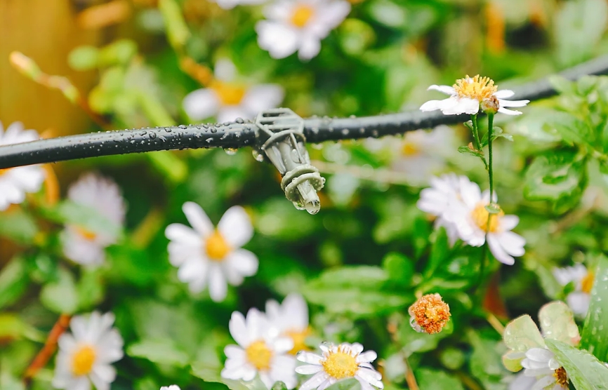 Drip irrigation watering white flowers.