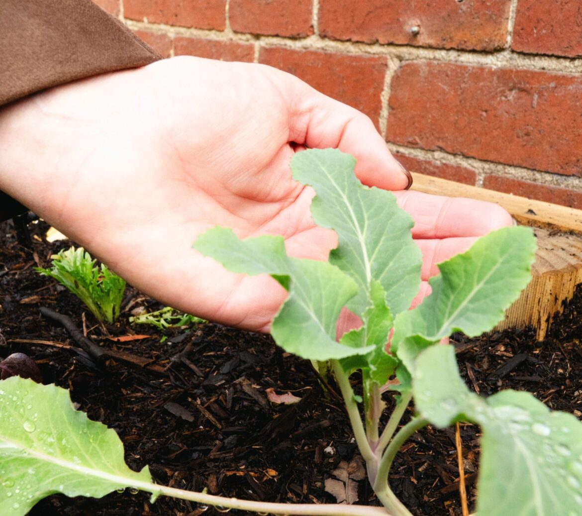 Building gardens, growing confidence