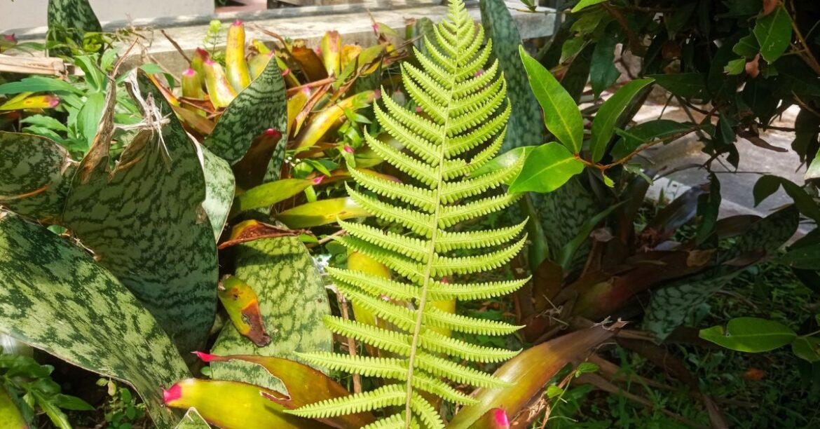 Low-Maintenance Monsoon Plants for Indian Homes: Easy Gardening Guide Lazy Gardener’s Guide to Monsoon Plants That Practically Grow Themselves