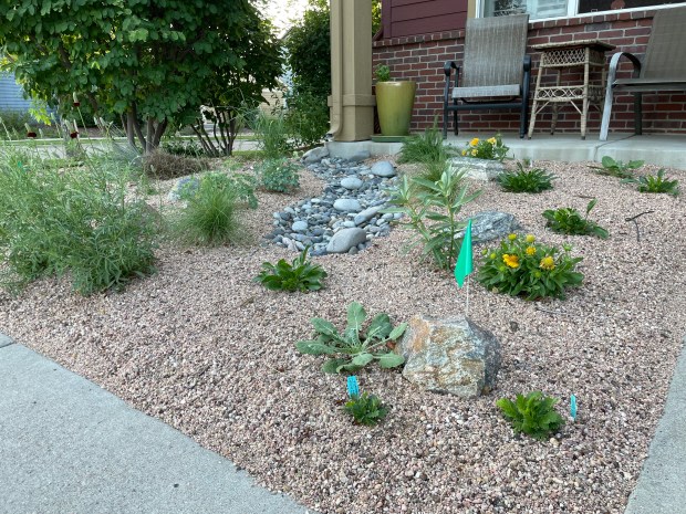 Newly planted native plant garden. Photo by Mary Hinton, Wild Ones Front Range