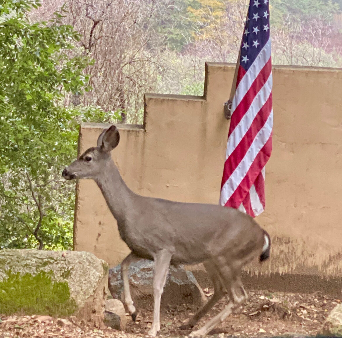 The Mountain Gardener | Lessons for the Fourth of July – Press Banner The Mountain Gardener | Lessons for the Fourth of July - Press Banner