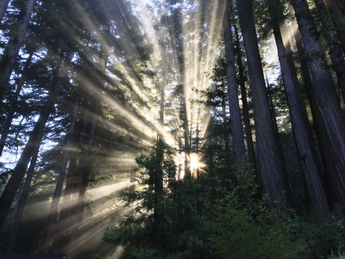 The Mountain Gardener | The Fascinating World of Plant Communication - Press Banner