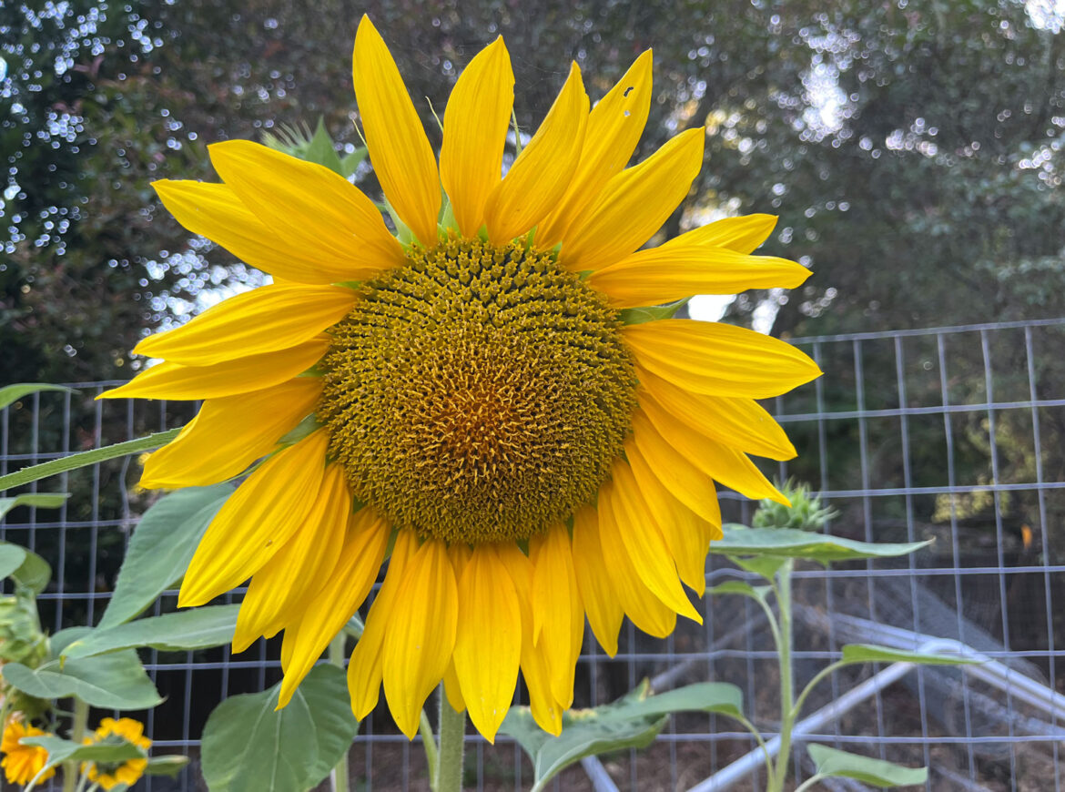 The Mountain Gardener | Where Are the Dog Days of Summer? – Press Banner The Mountain Gardener | Where Are the Dog Days of Summer? - Press Banner
